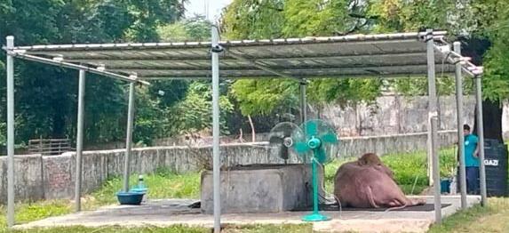 দুটি ফ্যান বসানো হলো গরমে কাহিল ‘ডোনাল্ড ট্রাম্প’ এর জন্য